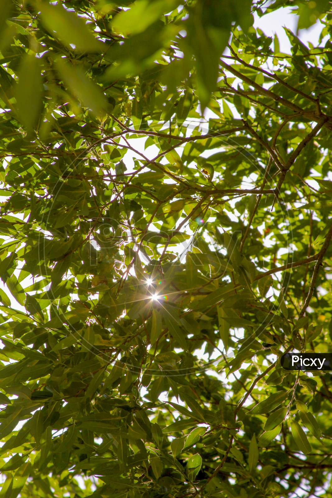 Sun Rays Through Tree Leaves In The Forest