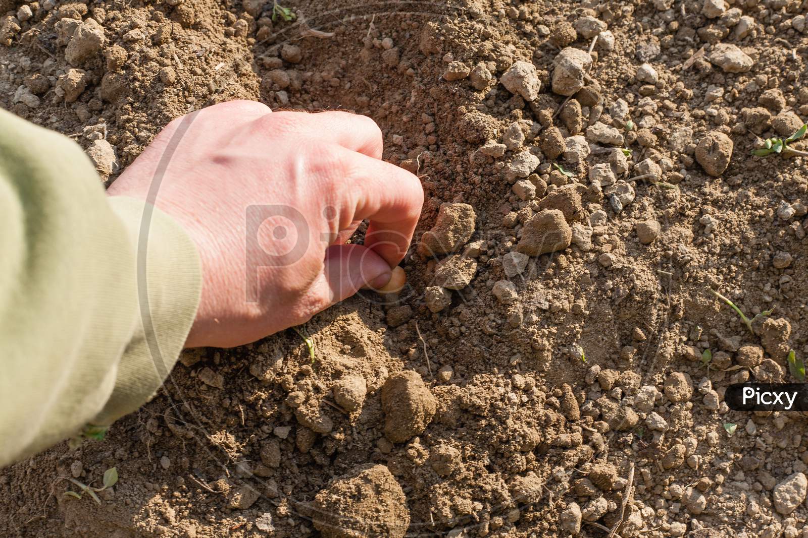 Man'S Hand In Gloves. Planting A Garden