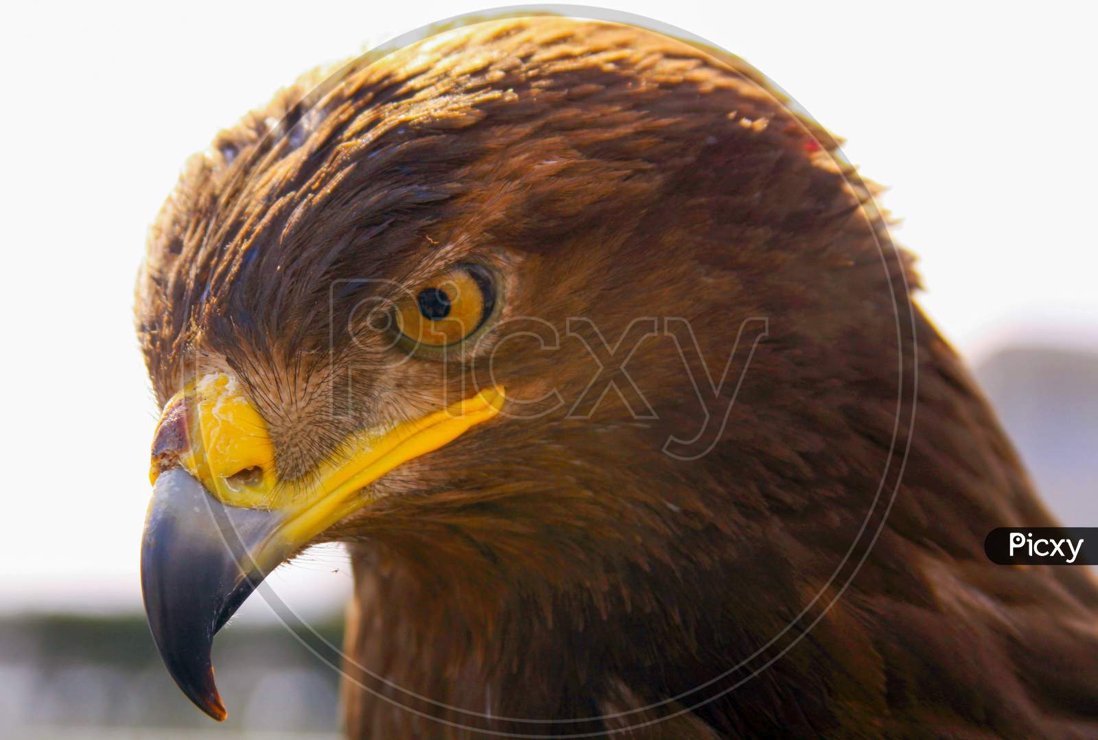 Eagle Portrait Head Looking Down At Prey