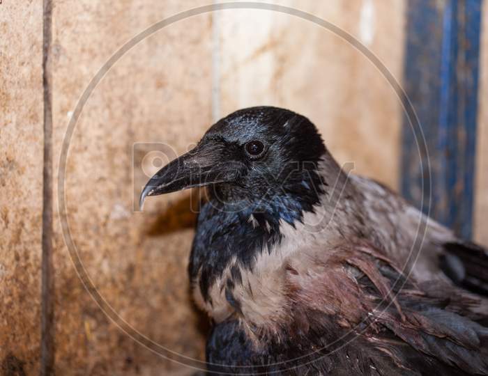Closeup Of A Crow