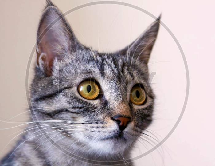 Grey Cat Fixed Stare Portrait White Background