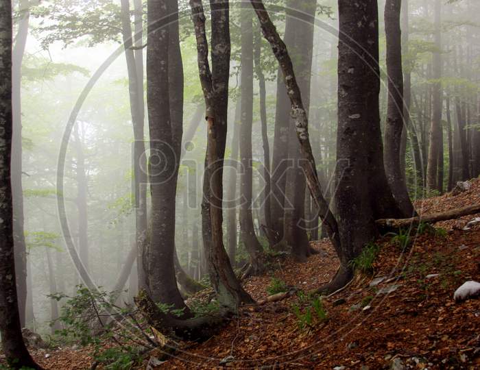 Fog In Humid Beech Forest In Summer