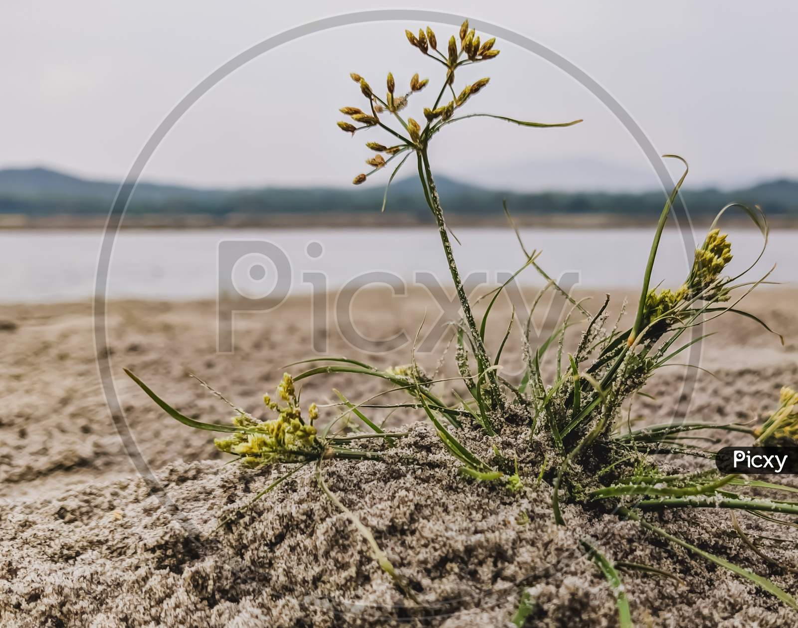 Small plant in the sand on riverside.