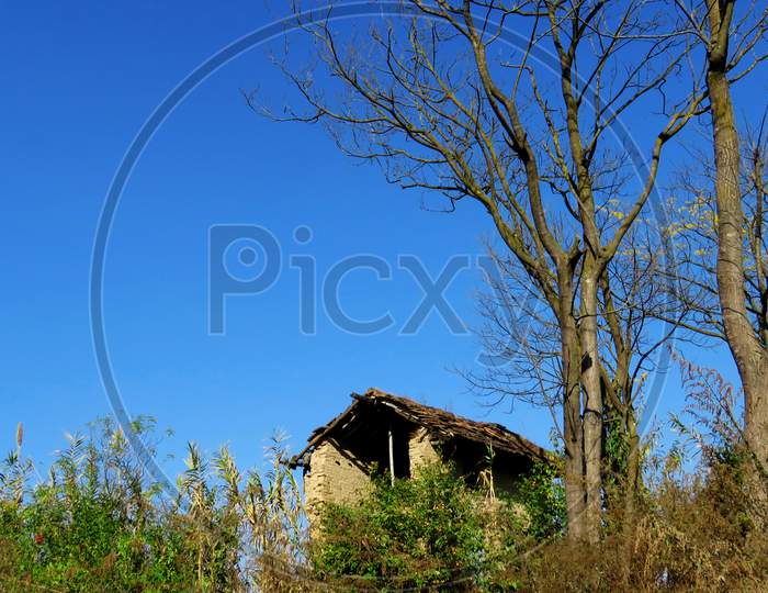 Collapsed house in the Village,lonely tree in the field, old house and the trees.