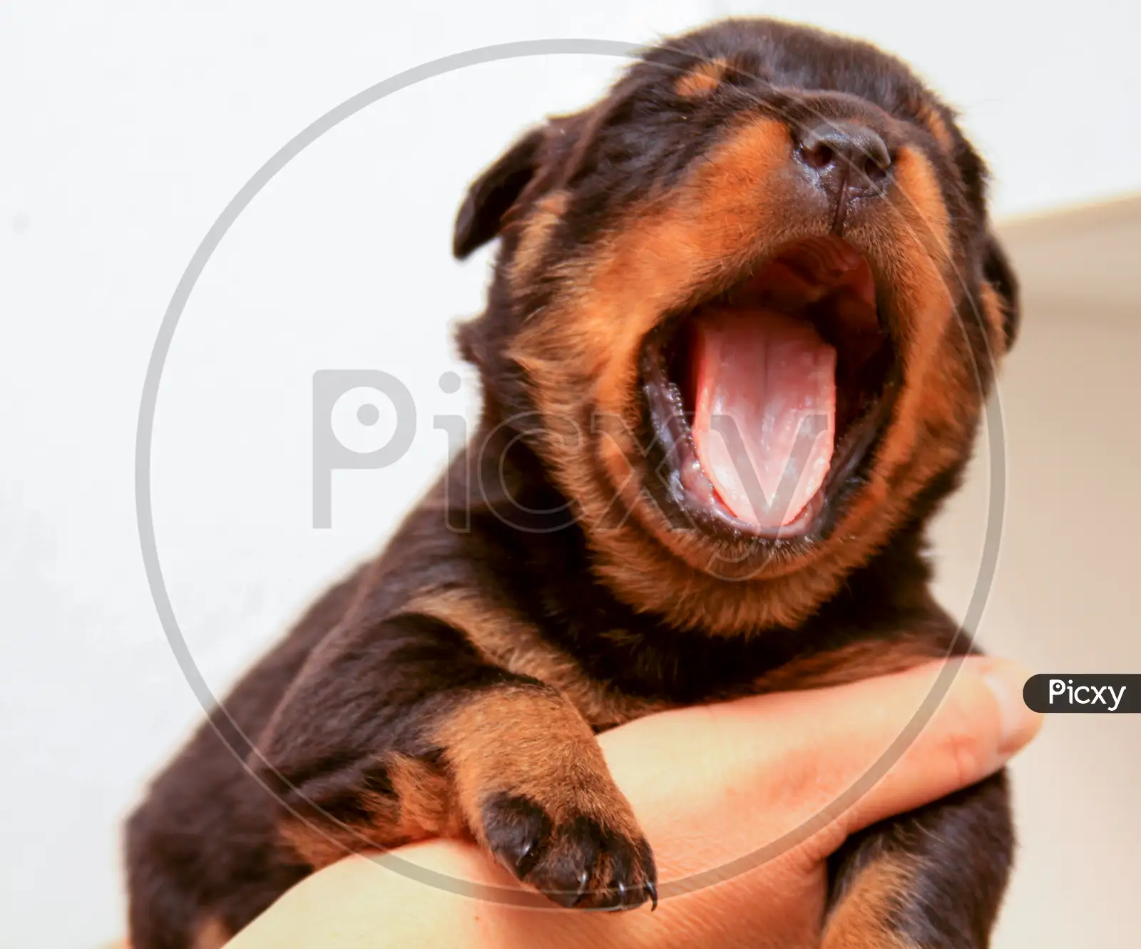 rottweiler mouth