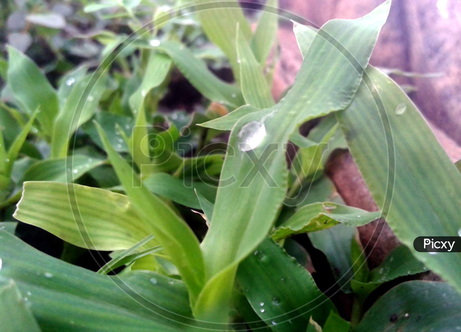rain drops on small leaf