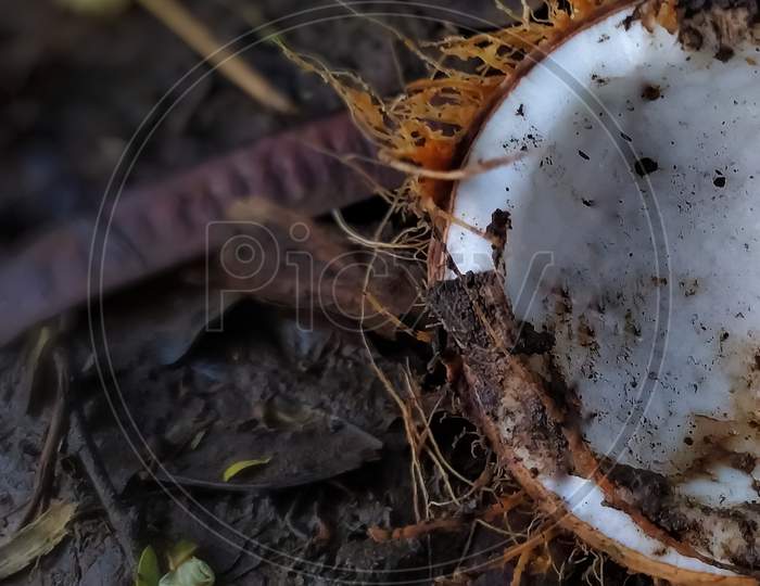 Elegant half broken coconut on land of amazon forest at riverside