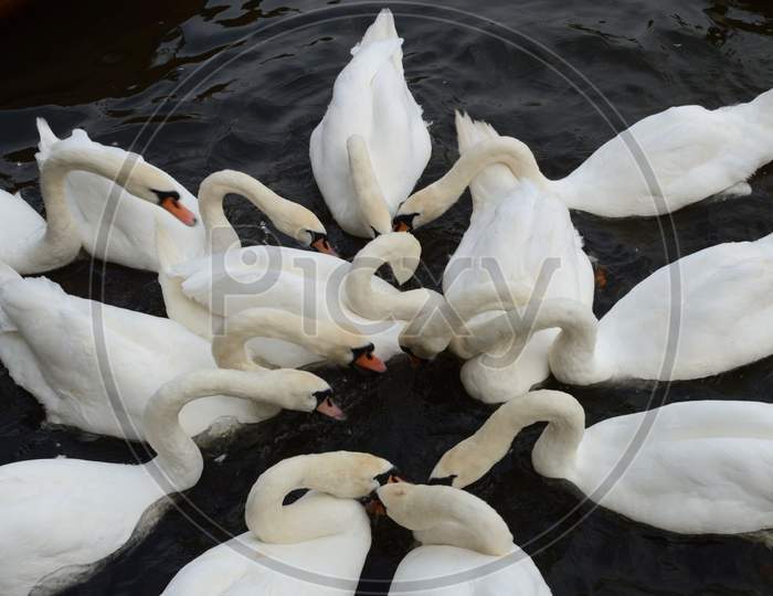 Swans and Necks