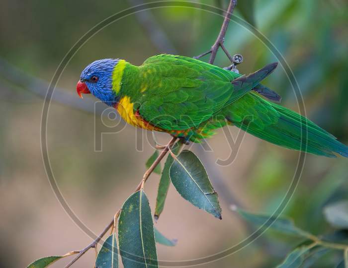 The Blue Headed Parrot, Also Known As The Blue Headed Pionus Is A Medium Sized Parrot