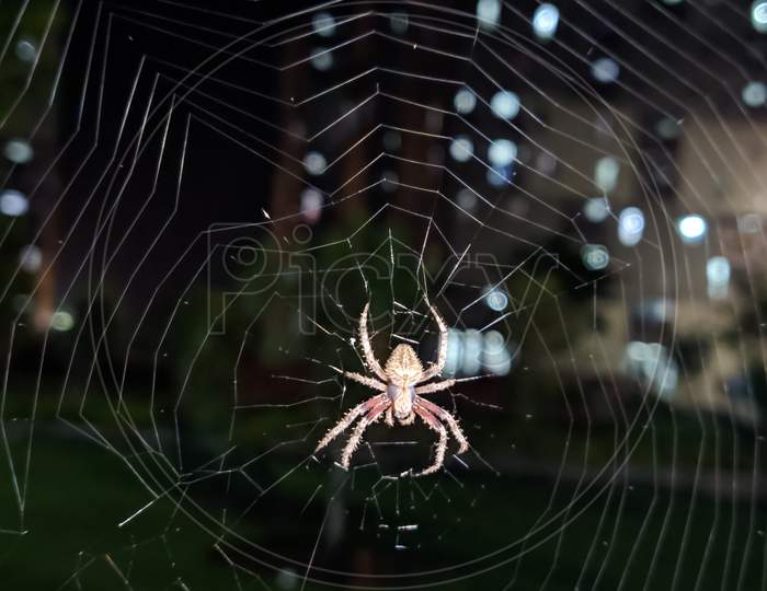 The close up of a spider at night.