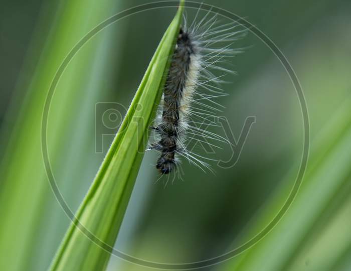 Caterpillar Walking On A Leaf