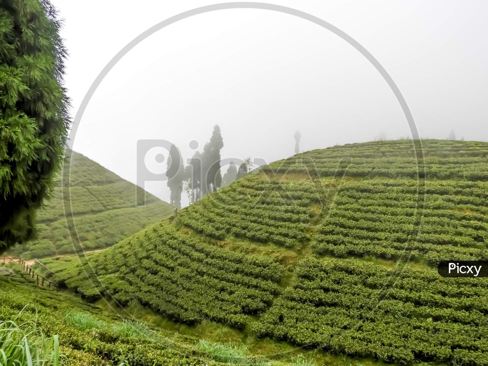 Hill side Darjeeling tea garden in morning light