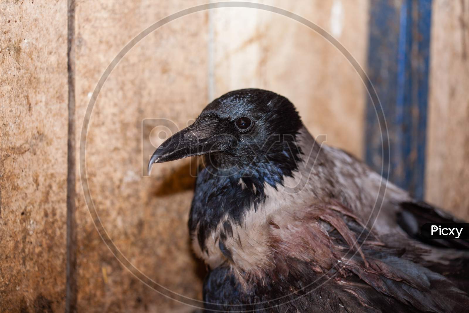 Closeup Of A Crow