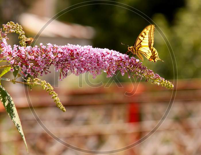 Yellow Butterfly On Pink Flower In Summer