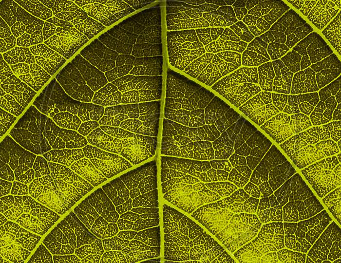 Pure structure of leaf