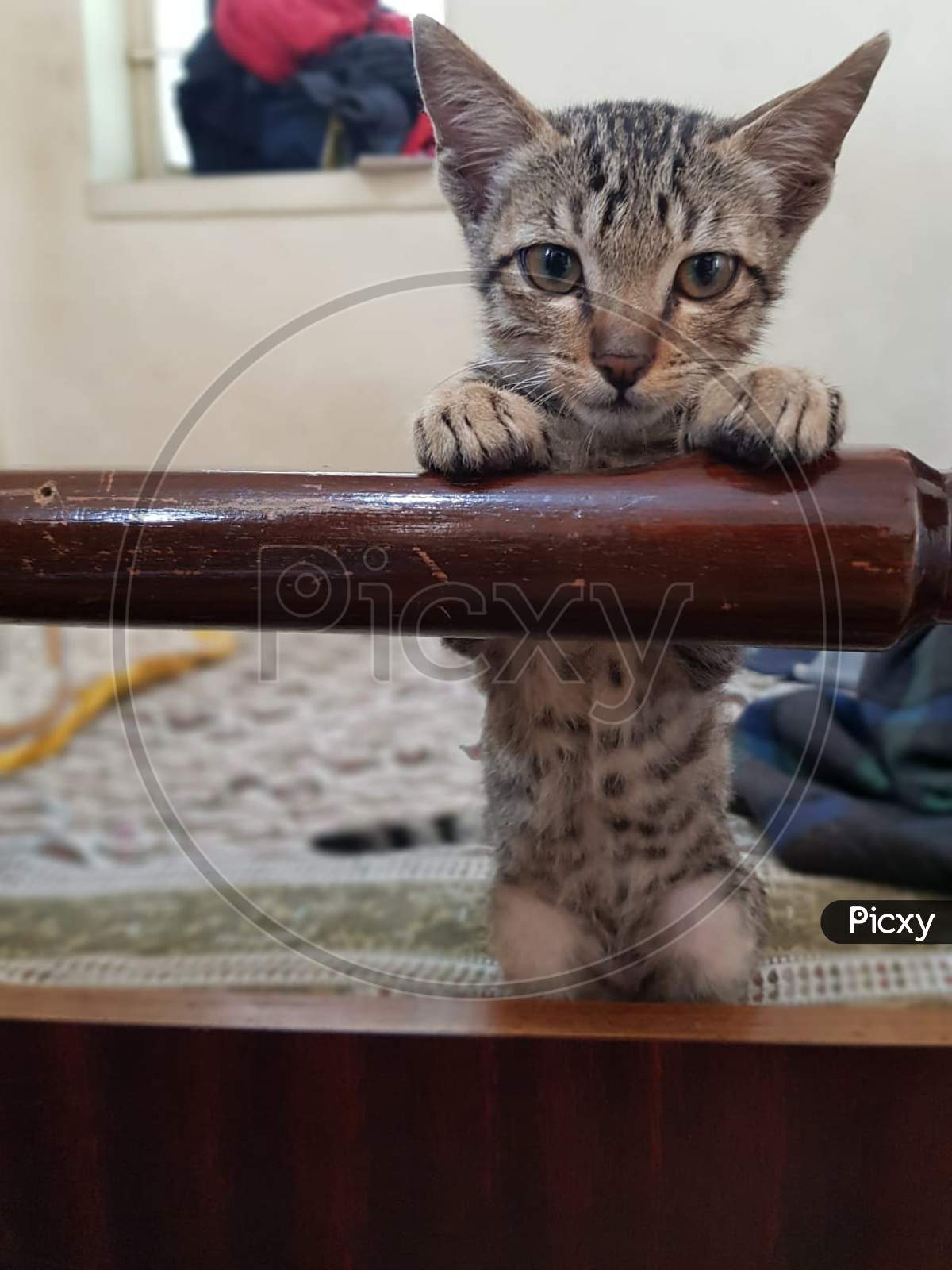 Cute cat staring with blur background