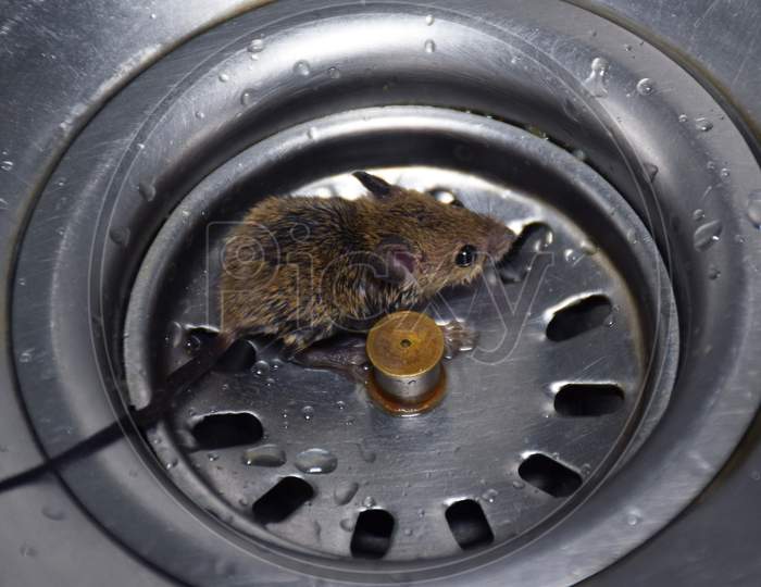 Mouse trapped in wash basin