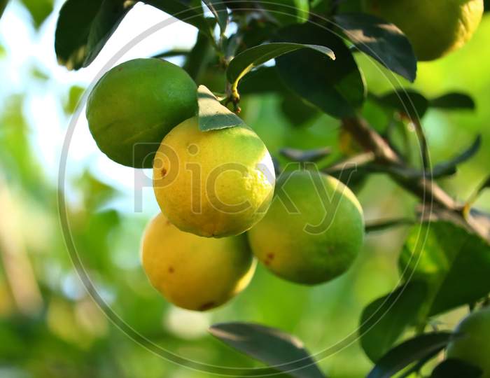 Big Lemons Grow On Organic Tree In Garden