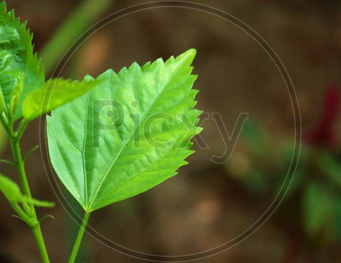 Zig Zag Pattern From Green Leaf Of Hibiscus Plant