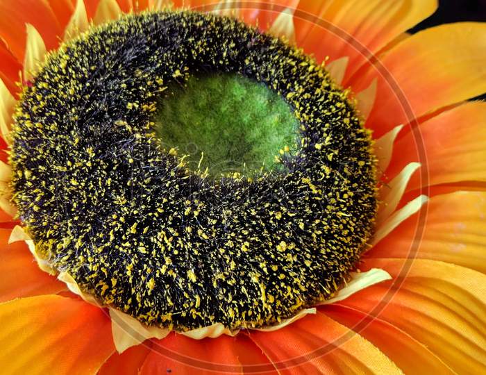 A beautiful macro shot of sunflower