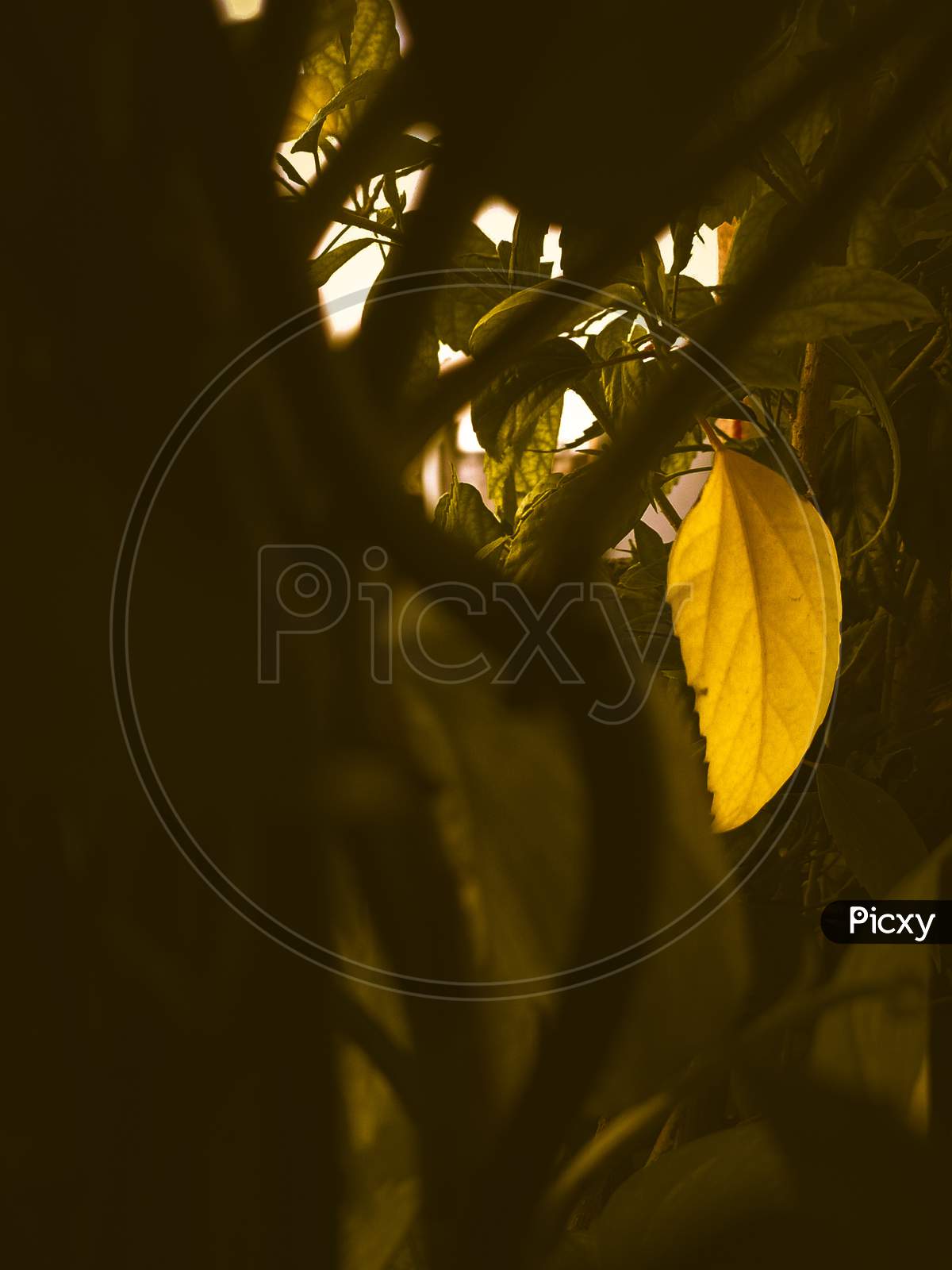 Yellow sparkling leaf