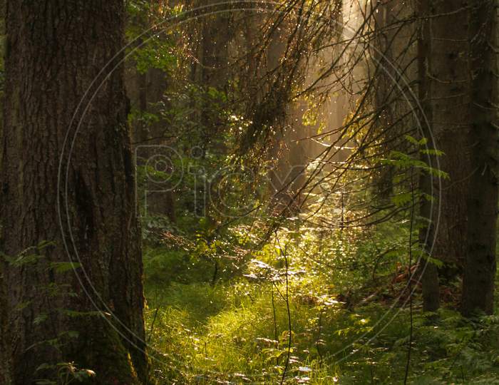 Light In Forest Trees In Apuseni Mountains Romania