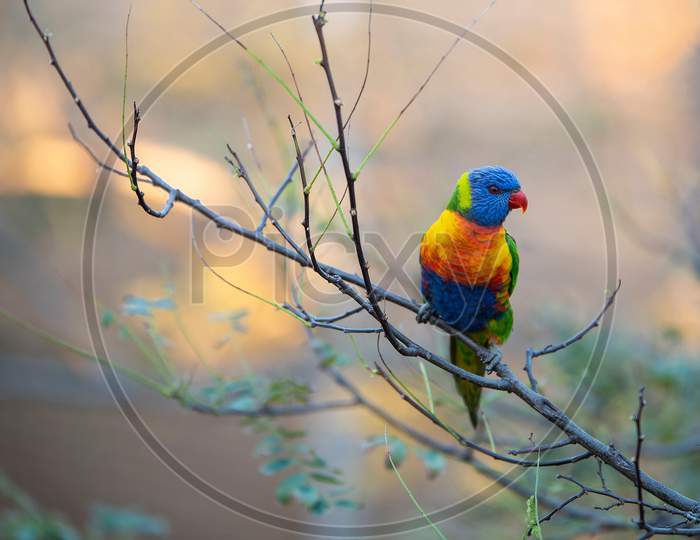 The Blue Headed Parrot, Also Known As The Blue Headed Pionus Is A Medium Sized Parrot