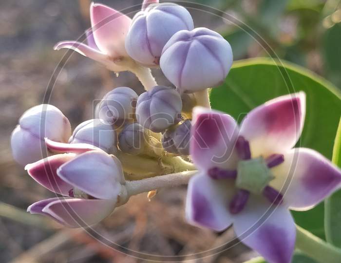 Beautiful flowers photography