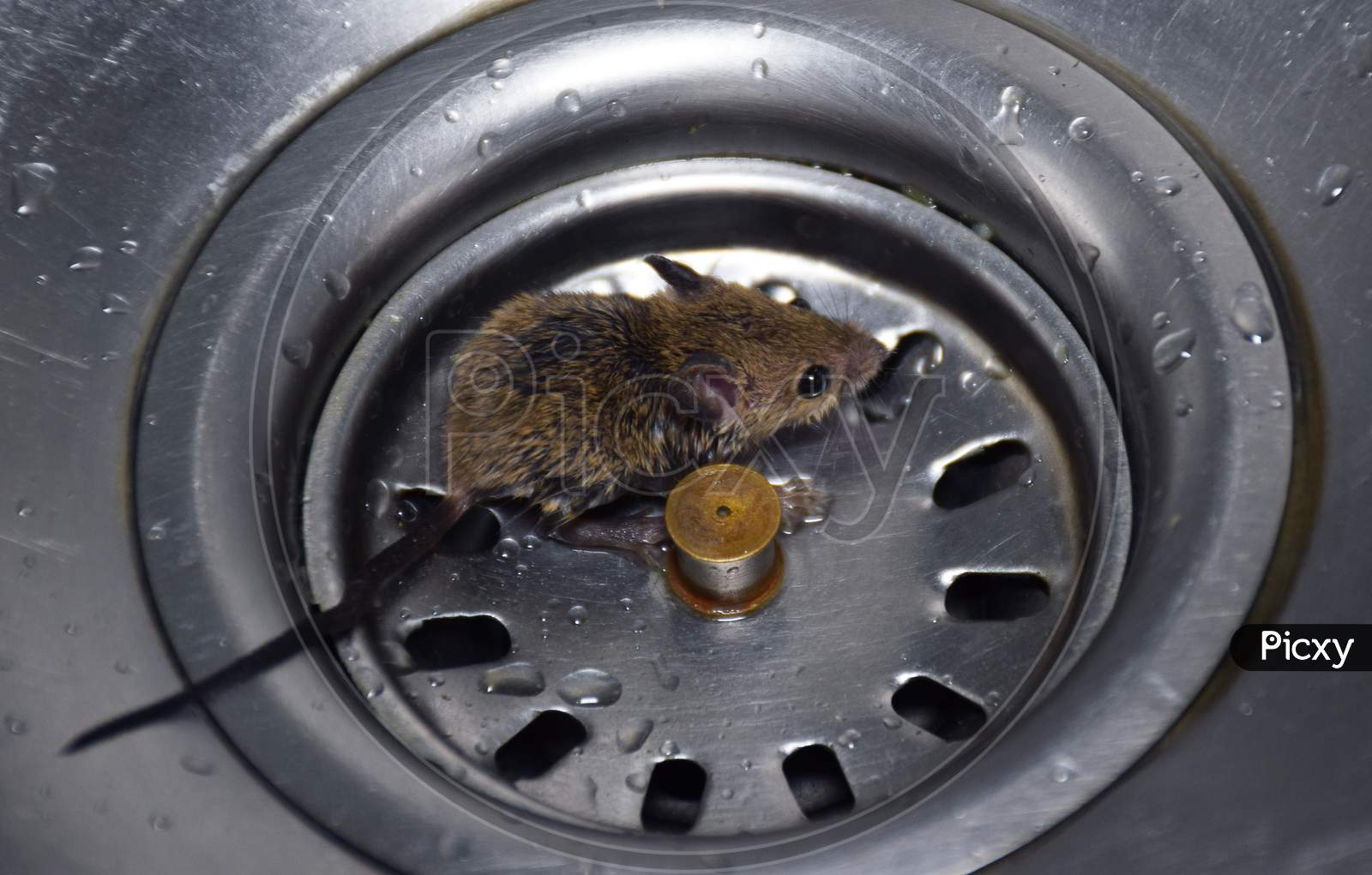 Mouse trapped in wash basin