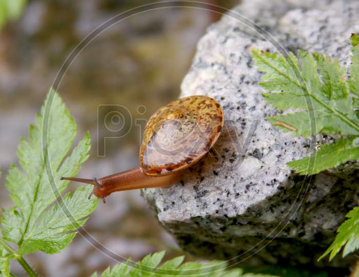 Snail Moving Slow From Rock To Leaf