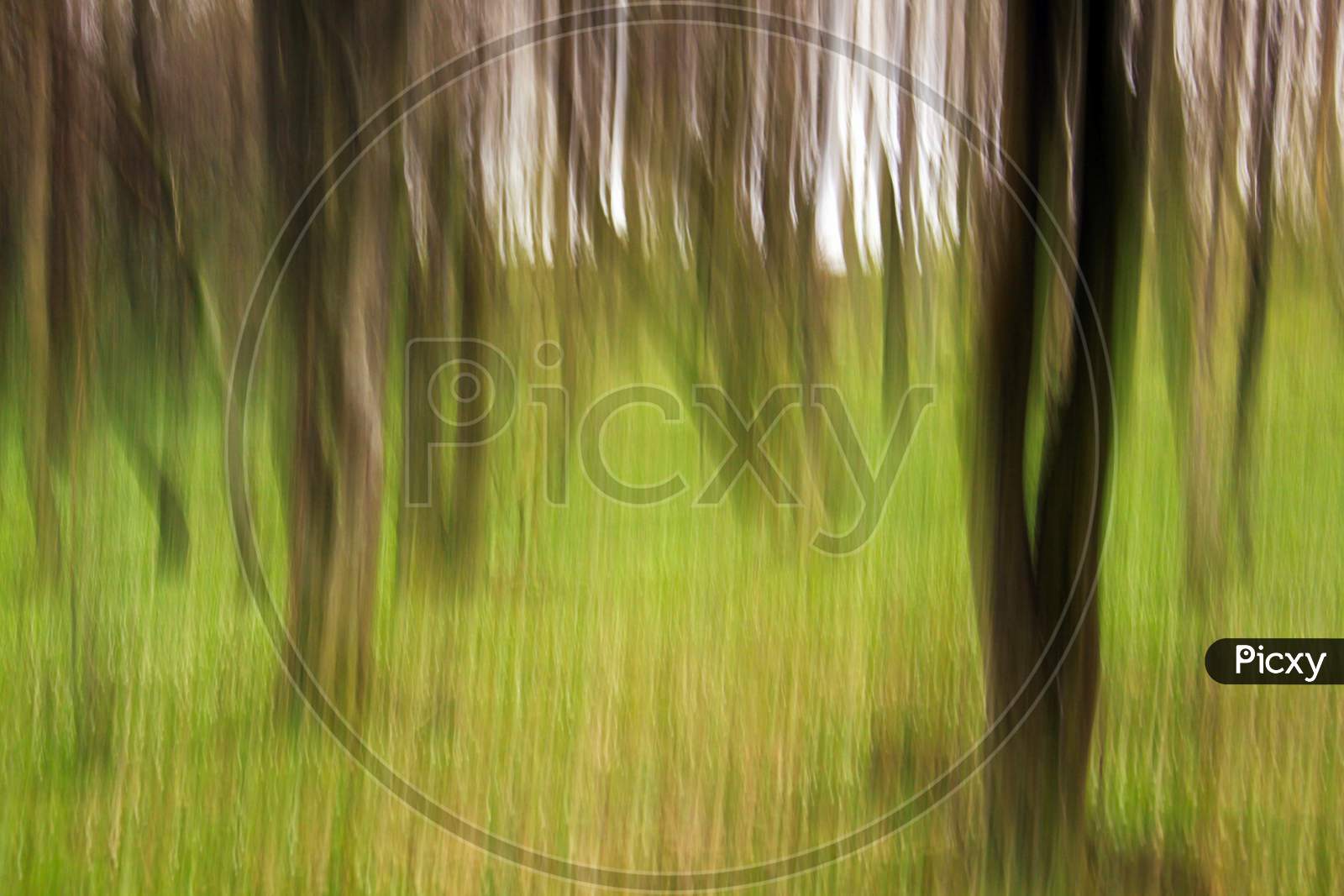 Motion Blur Abstract Effect In Forest With Trees