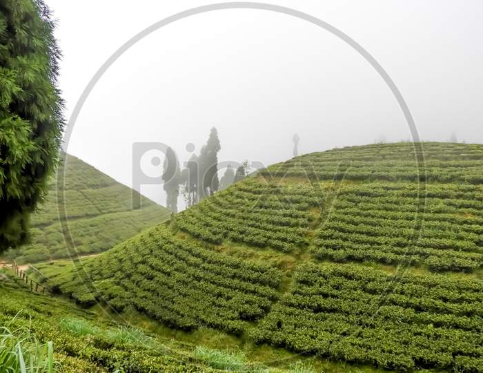 Hill side Darjeeling tea garden in morning light