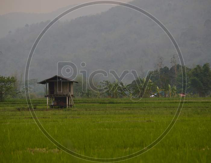 House in the Paddy Field