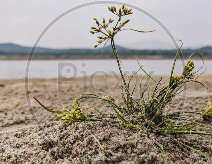 Small plant in the sand on riverside.
