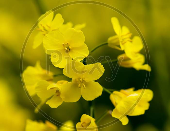 Beautiful yellow blooming rapeseed field found in northern europe