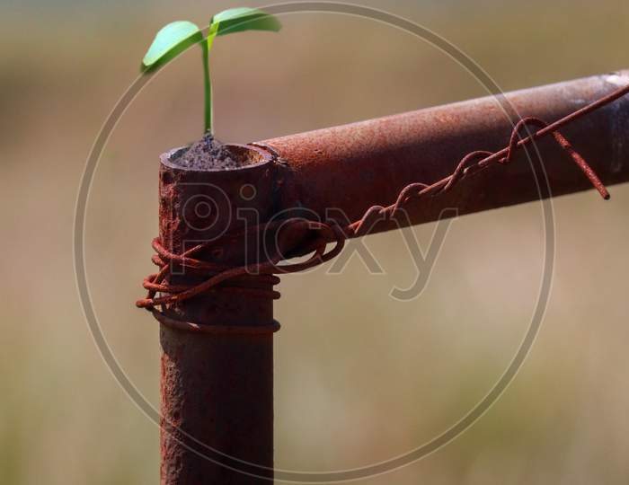 Spiky plant growing through rust Steel pipe on upwards. Nature adaptation in an urban environment. Life triumph. Shallow depth of field.