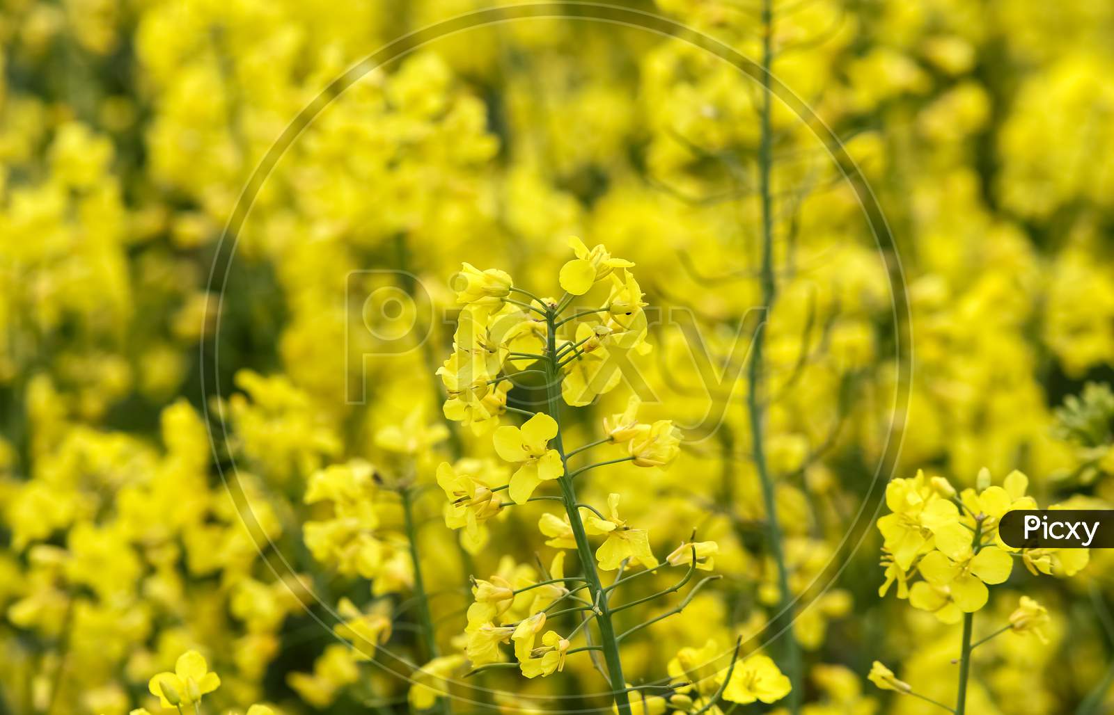 Beautiful yellow blooming rapeseed field found in northern europe