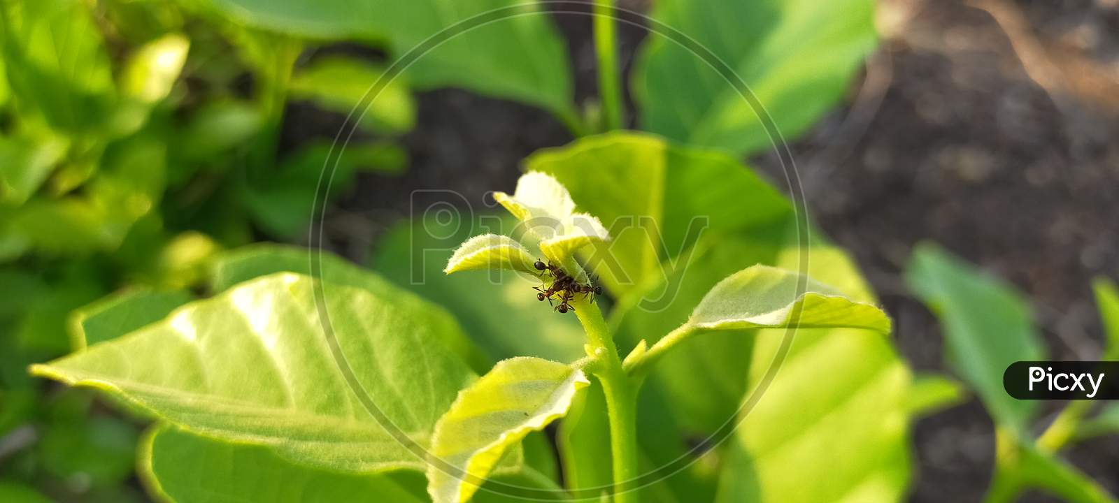 Ant on fresh green leaves