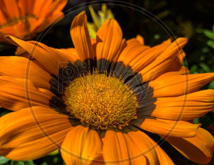 Beautiful portrait of a sunflower.