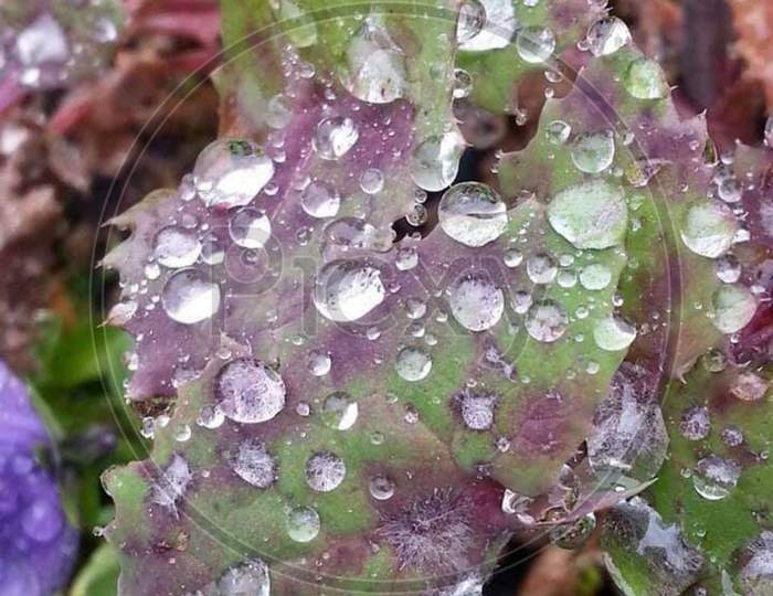 Dew on purple and green leaf