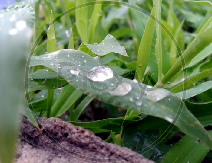 rain drops on small leaf
