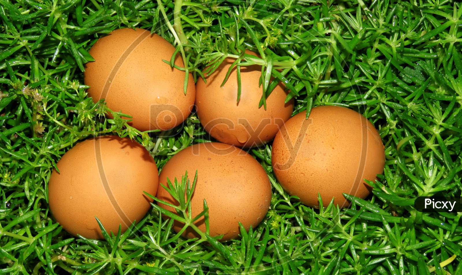 Eggs in the grass,Isolated Eggs in the Garden,Easter eggs