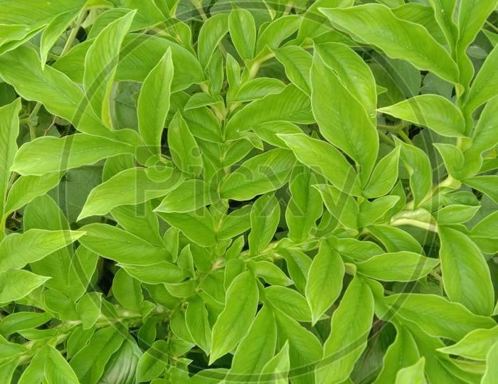 a beautiful pattern of green leaves.