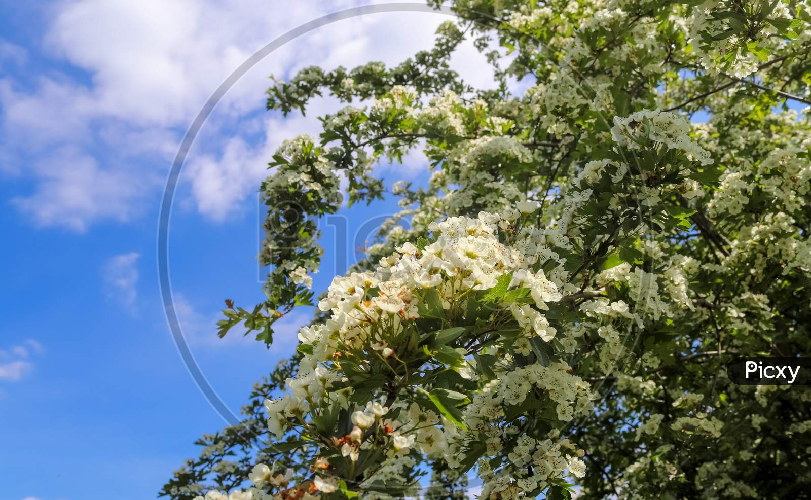 Beautiful asian cherry tree in blossom during springtime with white flowers