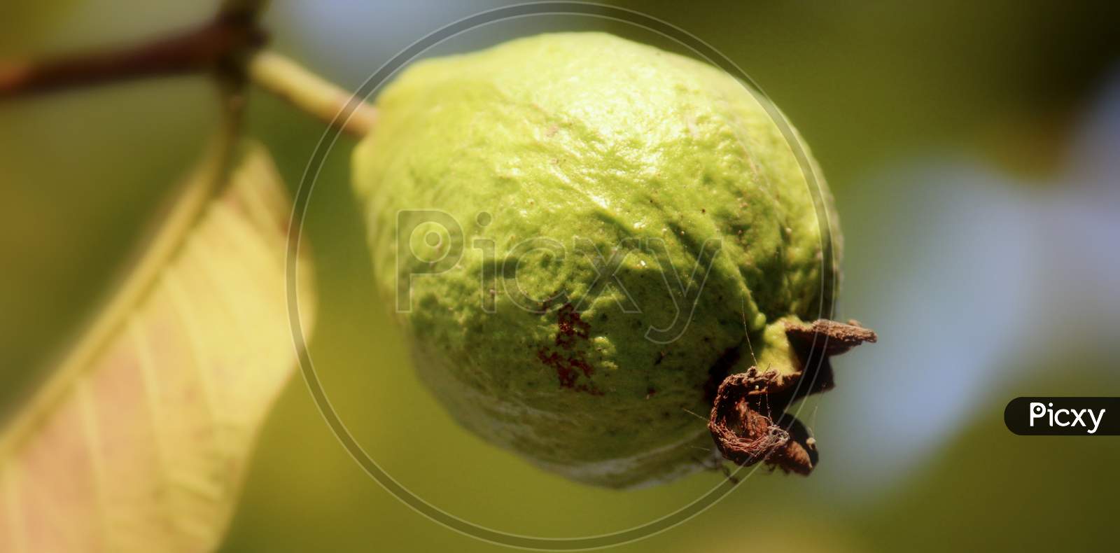 Tropical Fruit Guava - Fresh Guava On Trees, Fresh Green Guava In The Garden. Small Green Guava Fruit Hanging On Tree.