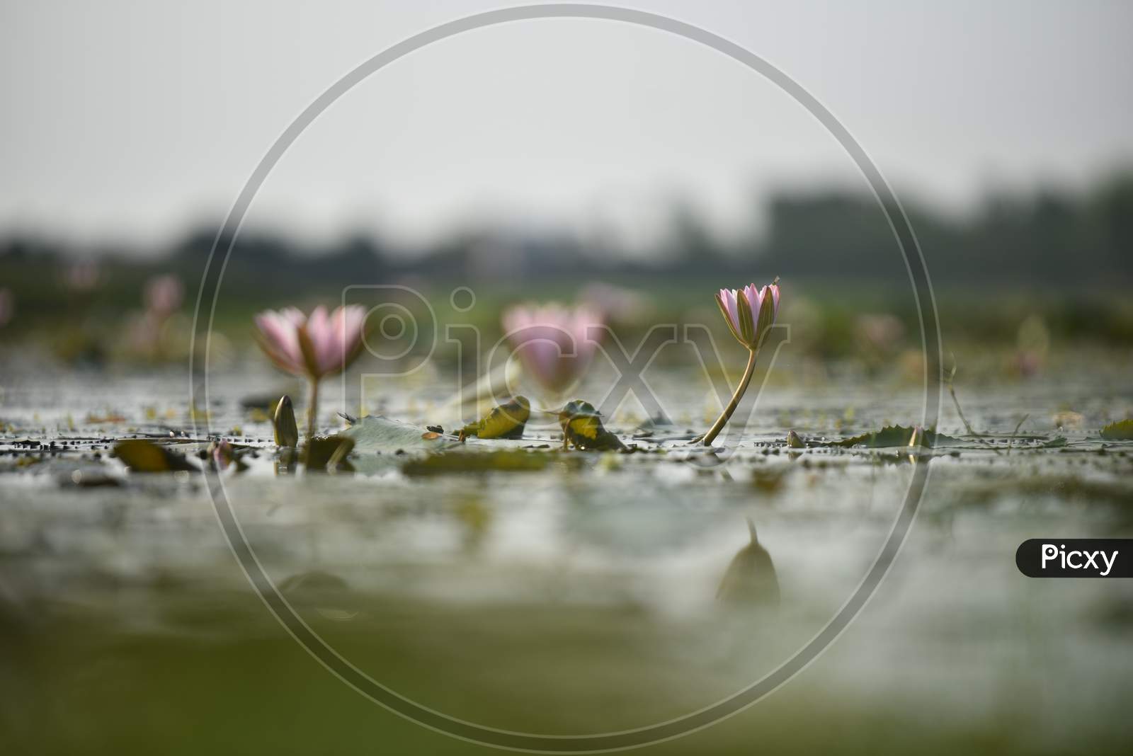 Water Lily flowers blooming in a pond, Aswaraopet, May 13, 2020