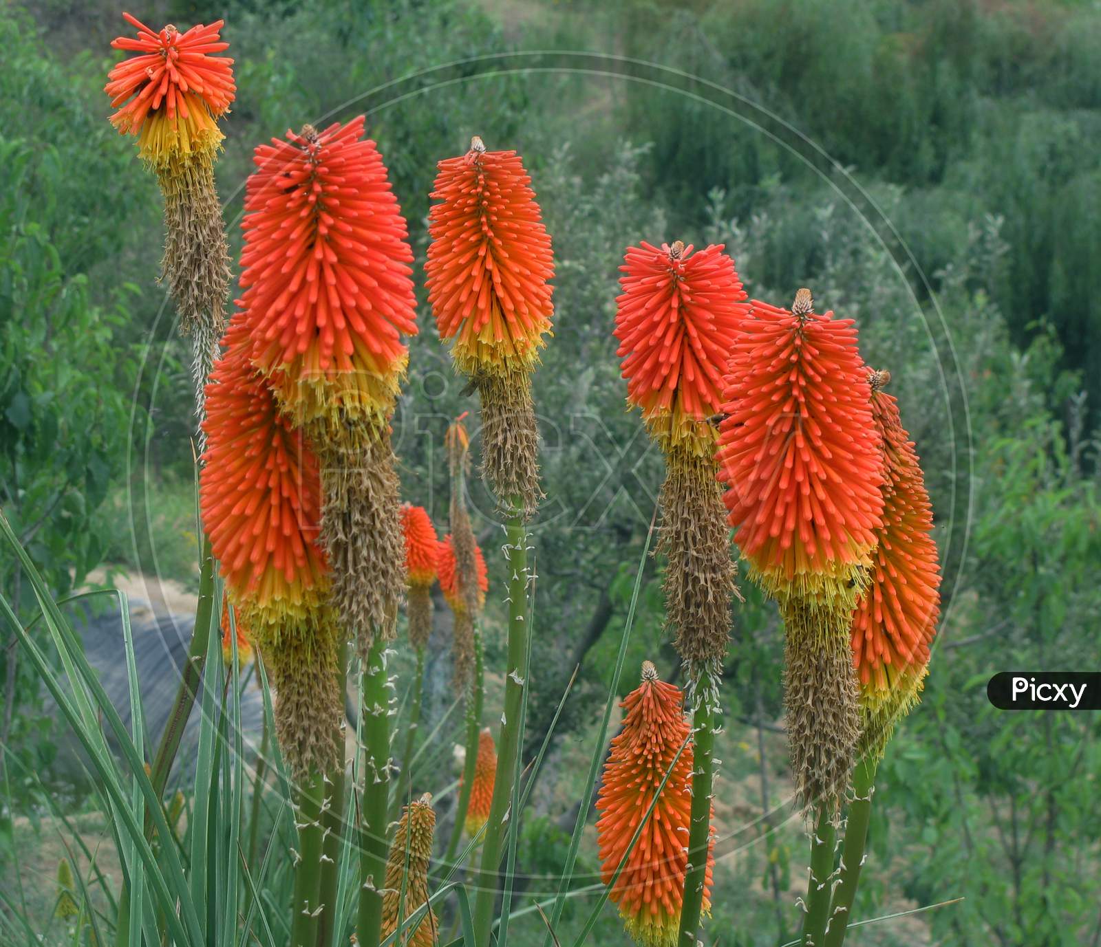 Torch Lily or Red Hot Poker Flowering Plant