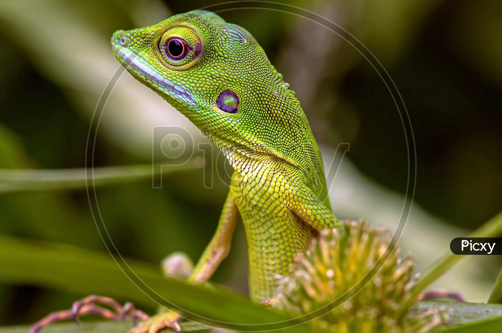 Bronchocela Cristatella, Also Known As The Green Crested Lizard