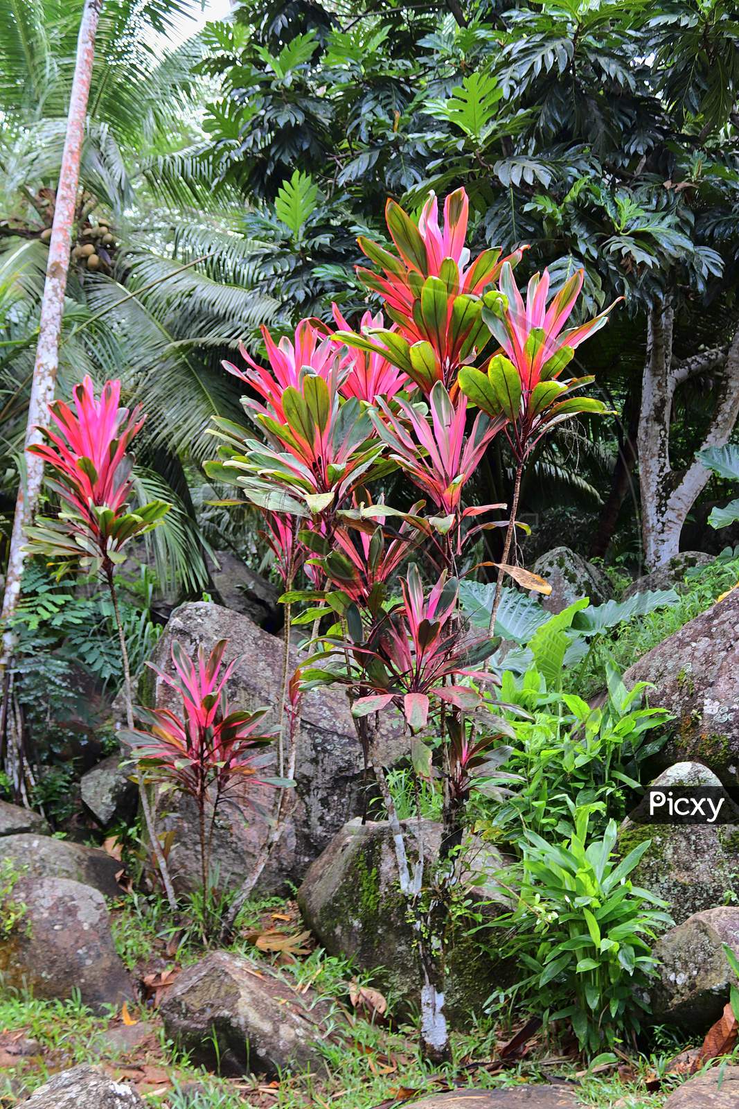 Colorful macro shots of flowers on the Seychelles island