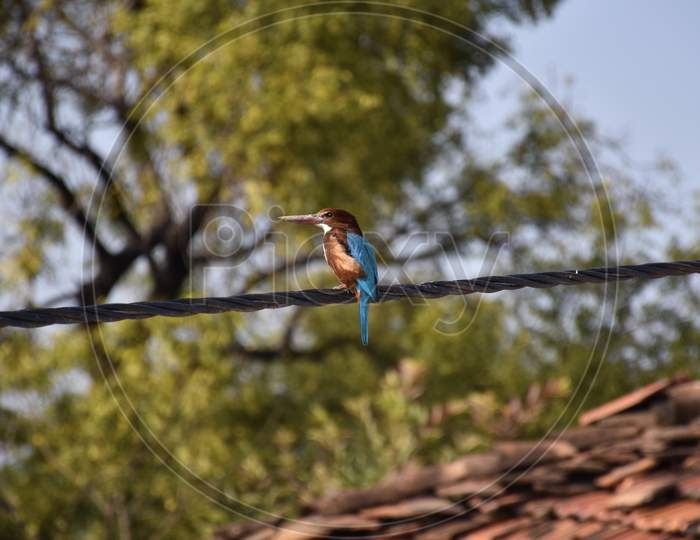 White Throated Kingfisher Or White Breasted Kingfisher Sitting On A Electricity Cable